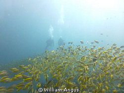 A Nice Fun Dive On Bida Nok - Thailand by William Angus 